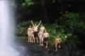 Los fiebres de la catarata, pero desenfocados