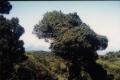 Un arbol bien tuanis