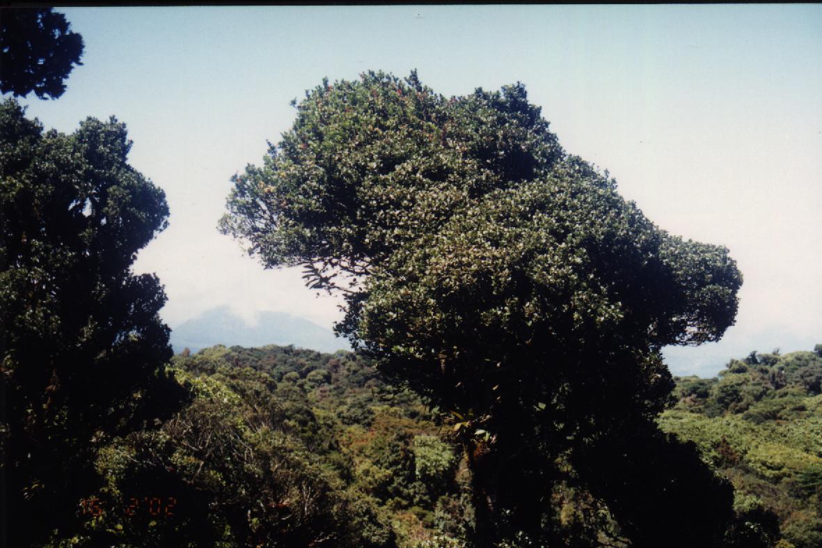 Un arbol bien tuanis