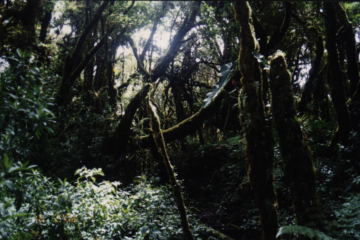 Vegetacion en el Volcan Barva