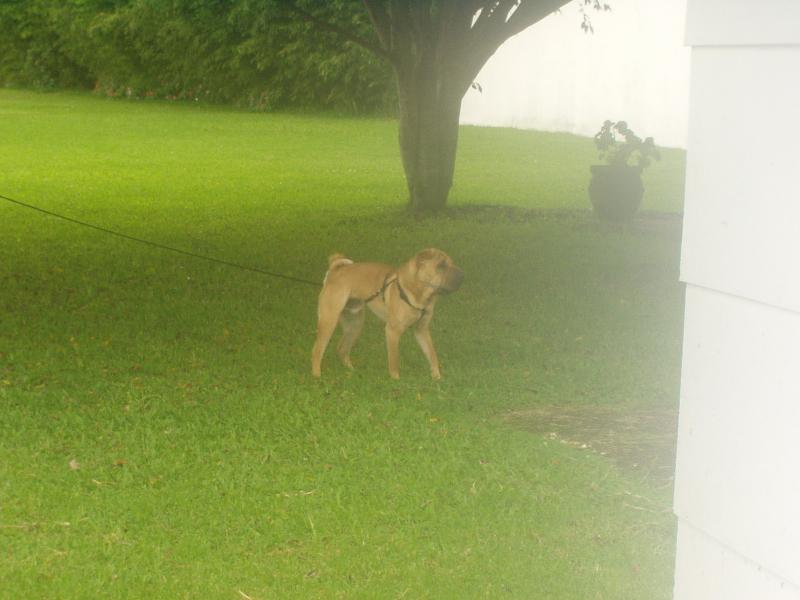 Pipo fregando.